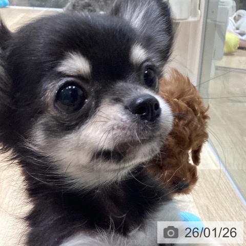 愛知県のチワワ(ロング) (ペットプラス 則武新町店/2025年11月12日生まれ/男の子/ブラックタンホワイト)の子犬の4枚目の画像