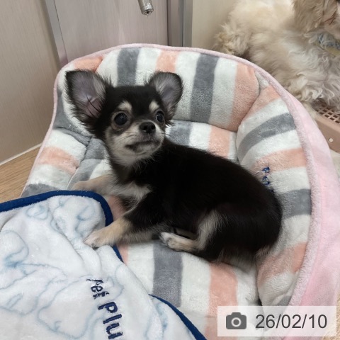 愛知県のチワワ(ロング) (ペットプラス 東浦店/2025年11月12日生まれ/男の子/ブラックタンホワイト)の子犬の4枚目の画像