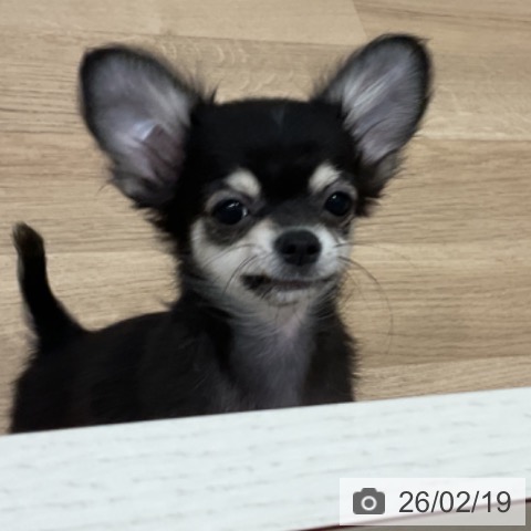 愛知県のチワワ(ロング) (ペットプラス 東浦店/2025年11月12日生まれ/男の子/ブラックタンホワイト)の子犬の4枚目の画像