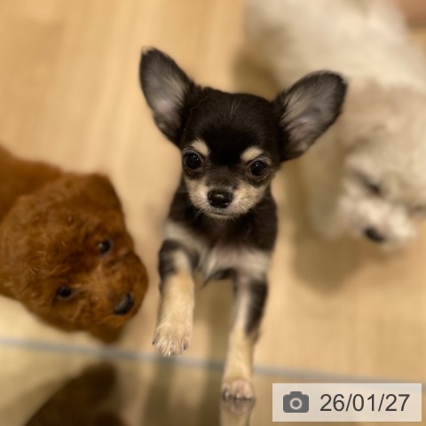 愛知県のチワワ(ロング) (ペットプラス 則武新町店/2025年11月12日生まれ/男の子/ブラックタンホワイト)の子犬の3枚目の画像