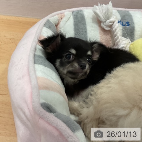 愛知県のチワワ(ロング) (ペットプラス 名古屋茶屋店/2025年11月12日生まれ/女の子/ブラックタン)の子犬の4枚目の画像