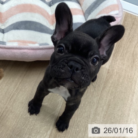 神奈川県のフレンチブルドッグ (ペットプラス 天王町店/2025年11月11日生まれ/男の子/ブリンドル)の子犬の4枚目の画像