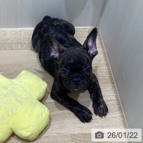 岩手県のフレンチブルドッグ (ペットプラス 盛岡南店/2025年11月11日生まれ/男の子/ブリンドル)の子犬の4枚目の画像