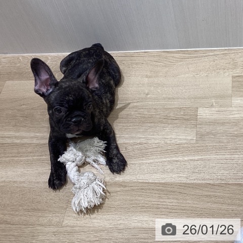 岩手県のフレンチブルドッグ (ペットプラス 盛岡南店/2025年11月11日生まれ/男の子/ブリンドル)の子犬の4枚目の画像