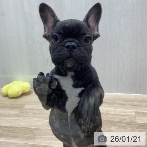 岩手県のフレンチブルドッグ (ペットプラス 盛岡南店/2025年11月11日生まれ/男の子/ブリンドル)の子犬の3枚目の画像