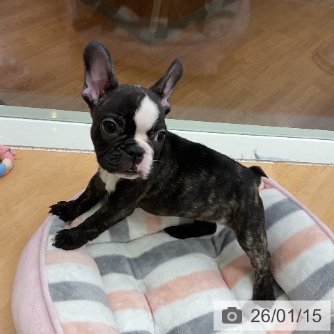 千葉県のフレンチブルドッグ (ペットプラス 成田店/2025年11月11日生まれ/女の子/ブリンドルホワイト)の子犬の3枚目の画像