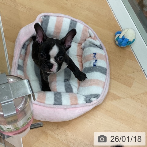 千葉県のフレンチブルドッグ (ペットプラス 成田店/2025年11月11日生まれ/女の子/ブリンドルホワイト)の子犬の3枚目の画像