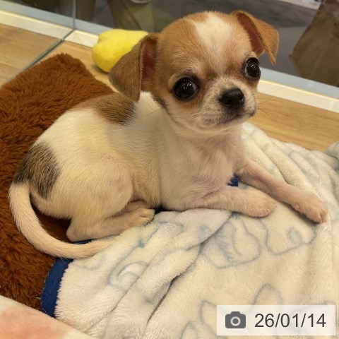 愛知県のチワワ(ロング) (ペットプラス 岡崎店/2025年11月12日生まれ/男の子/ホワイトレッド)の子犬の4枚目の画像