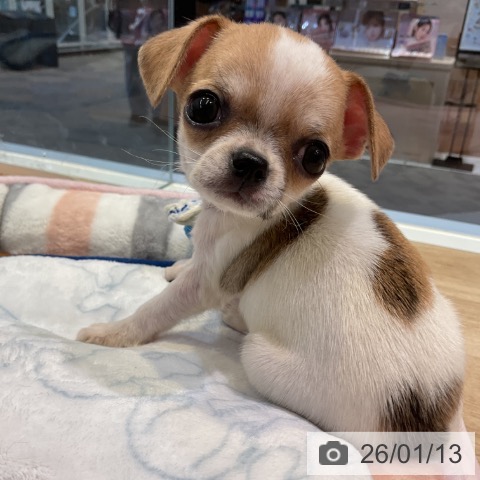 愛知県のチワワ(ロング) (ペットプラス 岡崎店/2025年11月12日生まれ/男の子/ホワイトレッド)の子犬の3枚目の画像