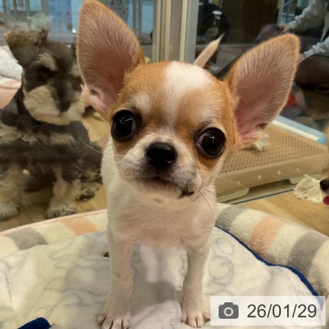 愛知県のチワワ(ロング) (ペットプラス 岡崎店/2025年11月12日生まれ/男の子/ホワイトレッド)の子犬の3枚目の画像