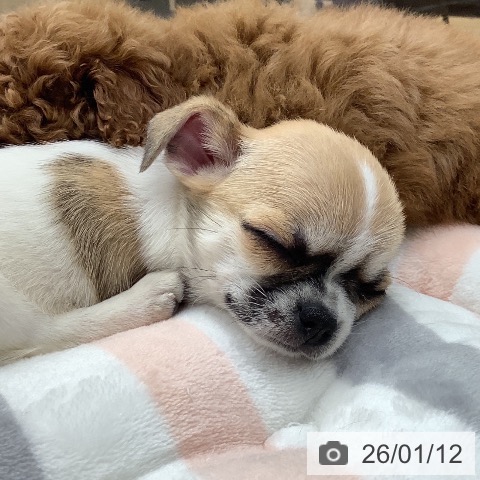 石川県のチワワ(ロング) (ペットプラス 白山店/2025年11月12日生まれ/女の子/ホワイトレッド)の子犬の3枚目の画像