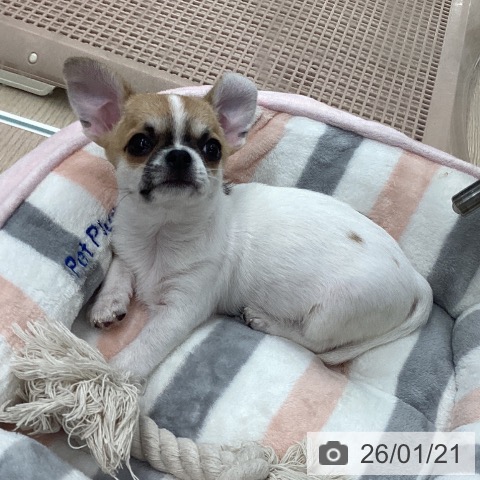 石川県のチワワ(ロング) (ペットプラス 白山店/2025年11月12日生まれ/女の子/ホワイトレッド)の子犬の3枚目の画像