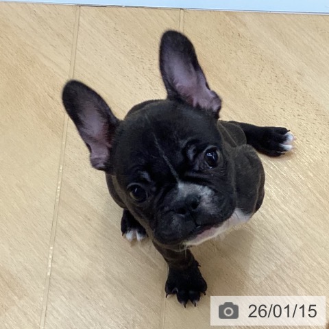 埼玉県のフレンチブルドッグ (ペットプラス 羽生店/2025年11月12日生まれ/女の子/ブリンドルホワイト)の子犬の4枚目の画像