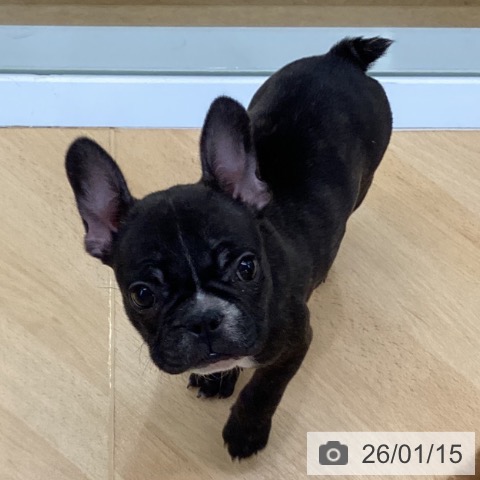 埼玉県のフレンチブルドッグ (ペットプラス 羽生店/2025年11月12日生まれ/女の子/ブリンドルホワイト)の子犬の3枚目の画像