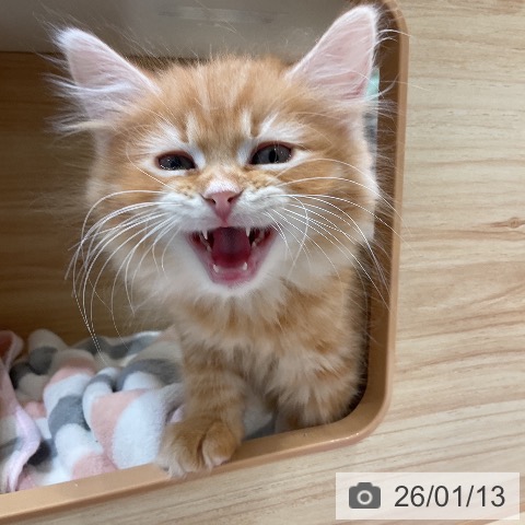 愛知県のサイベリアン (ペットプラス ナゴヤドーム前店/2025年11月7日生まれ/男の子/レッドタビー)の子猫の4枚目の画像