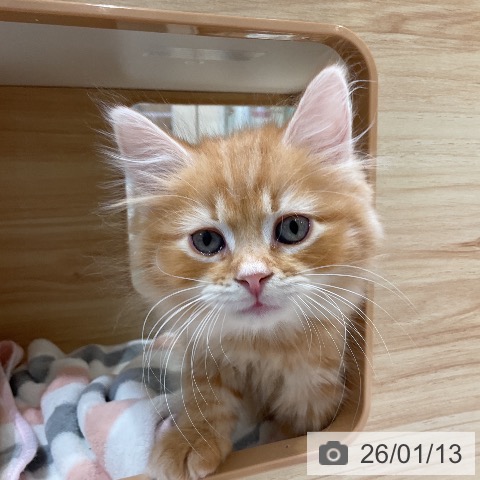 愛知県のサイベリアン (ペットプラス ナゴヤドーム前店/2025年11月7日生まれ/男の子/レッドタビー)の子猫の3枚目の画像