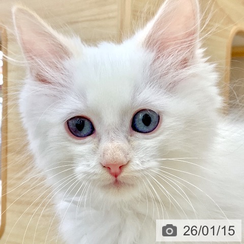 岐阜県のサイベリアン (ペットプラス 光ケ丘店/2025年11月7日生まれ/男の子/クリームポイント)の子猫の4枚目の画像