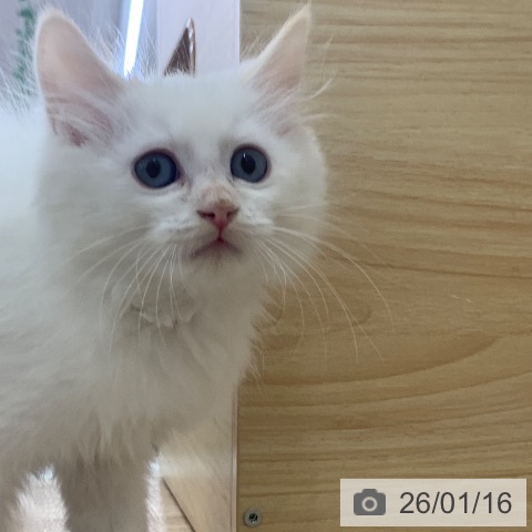 岐阜県のサイベリアン (ペットプラス 光ケ丘店/2025年11月7日生まれ/男の子/クリームポイント)の子猫の3枚目の画像