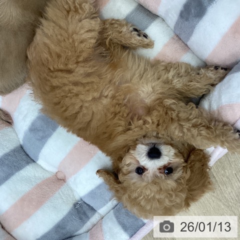 トイ・プードルの写真