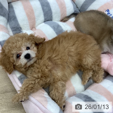 トイ・プードルの写真