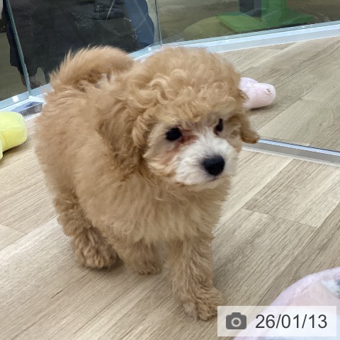 愛知県のトイプードル(トイ) (ペットプラス mozoワンダーシティ店/2025年11月12日生まれ/男の子/アプリコット)の子犬の4枚目の画像