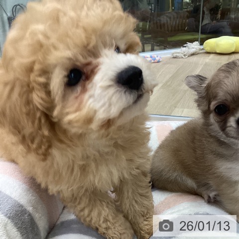 愛知県のトイプードル(トイ) (ペットプラス mozoワンダーシティ店/2025年11月12日生まれ/男の子/アプリコット)の子犬の3枚目の画像