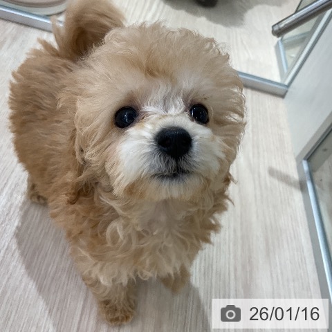 愛知県のトイプードル(トイ) (ペットプラス ナゴヤドーム前店/2025年11月12日生まれ/女の子/アプリコット)の子犬の4枚目の画像