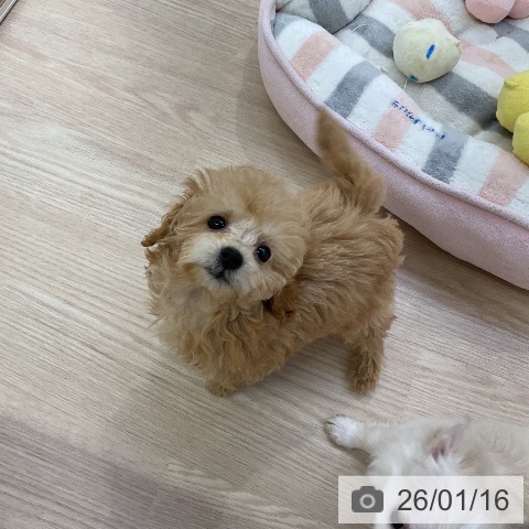 愛知県のトイプードル(トイ) (ペットプラス ナゴヤドーム前店/2025年11月12日生まれ/女の子/アプリコット)の子犬の3枚目の画像