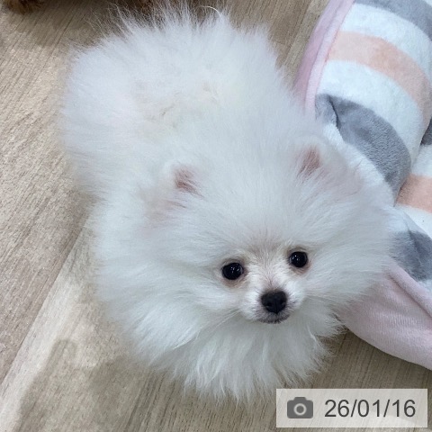 岐阜県のポメラニアン (ペットプラス 各務原店/2025年11月7日生まれ/女の子/クリーム)の子犬の4枚目の画像