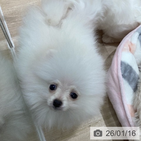 岐阜県のポメラニアン (ペットプラス 各務原店/2025年11月7日生まれ/女の子/クリーム)の子犬の3枚目の画像