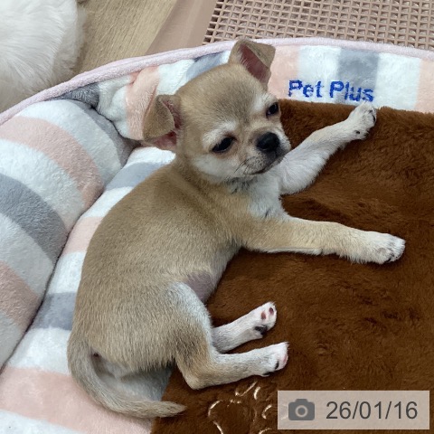 岐阜県のチワワ(ロング) (ペットプラス 各務原店/2025年11月11日生まれ/女の子/フォーン)の子犬の3枚目の画像