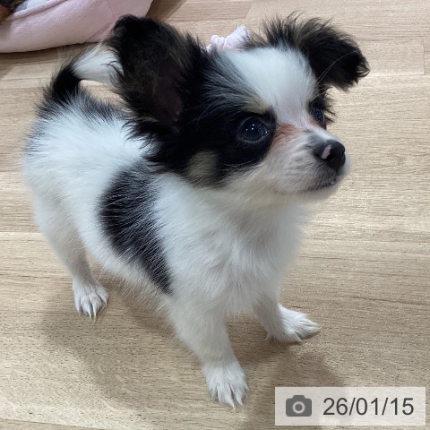 神奈川県のパピヨン (ペットプラス ゆめが丘ソラトス店/2025年11月13日生まれ/男の子/ホワイトブラック)の子犬の4枚目の画像