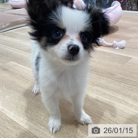 神奈川県のパピヨン (ペットプラス ゆめが丘ソラトス店/2025年11月13日生まれ/男の子/ホワイトブラック)の子犬の3枚目の画像