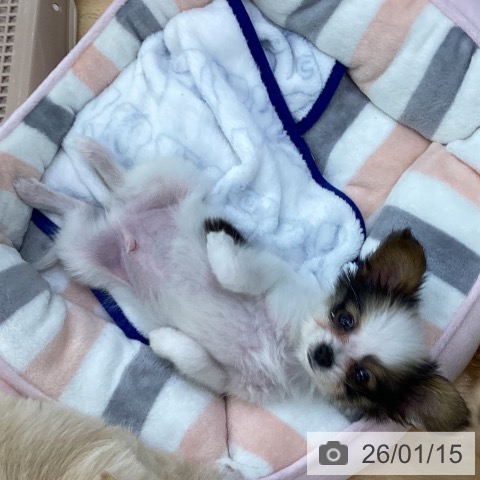 埼玉県のパピヨン (ペットプラス 羽生店/2025年11月13日生まれ/男の子/ホワイトブラウン)の子犬の4枚目の画像