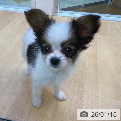 埼玉県のパピヨン (ペットプラス 羽生店/2025年11月13日生まれ/男の子/ホワイトブラウン)の子犬の3枚目の画像