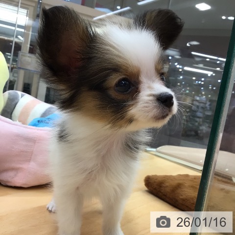 埼玉県のパピヨン (ペットプラス 浦和美園店/2025年11月13日生まれ/女の子/ホワイトブラウン)の子犬の4枚目の画像