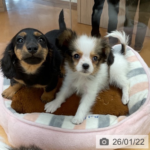 パピヨンの写真