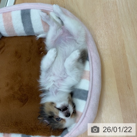 パピヨンの写真