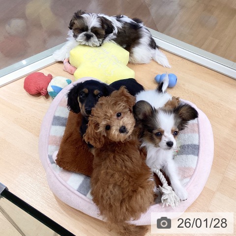 埼玉県のパピヨン (ペットプラス 浦和美園店/2025年11月13日生まれ/女の子/ホワイトブラウン)の子犬の4枚目の画像