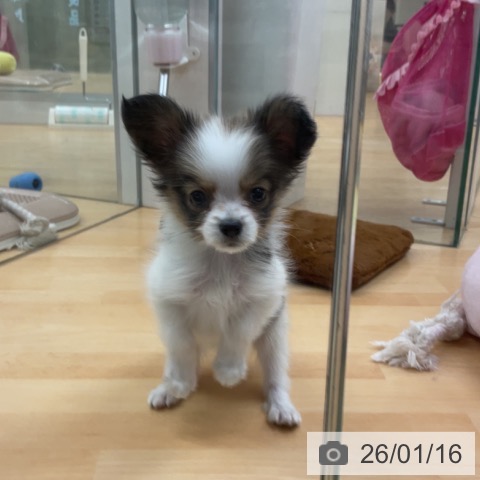埼玉県のパピヨン (ペットプラス 浦和美園店/2025年11月13日生まれ/女の子/ホワイトブラウン)の子犬の3枚目の画像