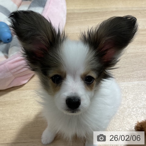 神奈川県のパピヨン (ペットプラス 湘南平塚店/2025年11月13日生まれ/女の子/ホワイトブラウン)の子犬の4枚目の画像