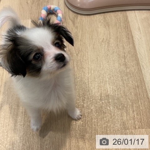 東京都のパピヨン (ペットプラス アクアシティお台場店/2025年11月13日生まれ/女の子/ホワイトブラウン)の子犬の3枚目の画像