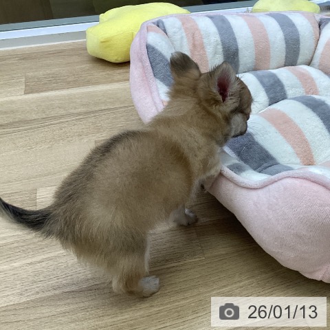 愛知県のチワワ(ロング) (ペットプラス mozoワンダーシティ店/2025年11月13日生まれ/男の子/フォーン)の子犬の4枚目の画像