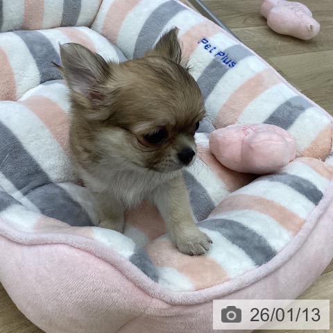 愛知県のチワワ(ロング) (ペットプラス mozoワンダーシティ店/2025年11月13日生まれ/男の子/フォーン)の子犬の3枚目の画像