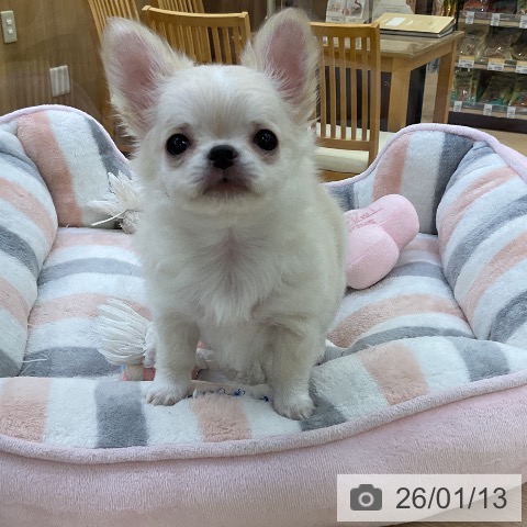 愛知県のチワワ(ロング) (ペットプラス ナゴヤドーム前店/2025年11月13日生まれ/男の子/クリームホワイト)の子犬の3枚目の画像