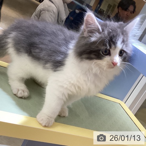 愛知県のノルウェージャンフォレストキャット (ペットプラス mozoワンダーシティ店/2025年11月11日生まれ/男の子/ブルータビーホワイト)の子猫の4枚目の画像