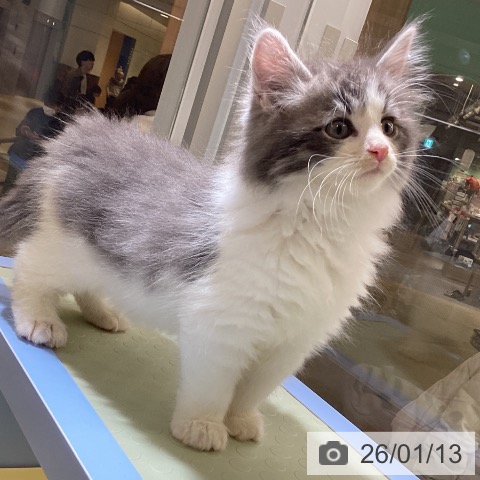 愛知県のノルウェージャンフォレストキャット (ペットプラス mozoワンダーシティ店/2025年11月11日生まれ/男の子/ブルータビーホワイト)の子猫の3枚目の画像