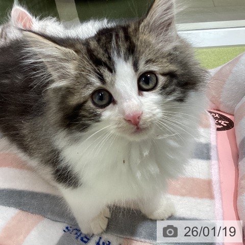 石川県のノルウェージャンフォレストキャット (ペットプラス 白山店/2025年11月11日生まれ/女の子/ブラウンタビーホワイト)の子猫の4枚目の画像