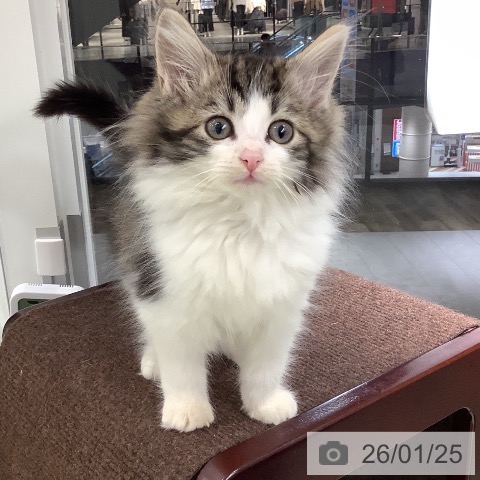 石川県のノルウェージャンフォレストキャット (ペットプラス 白山店/2025年11月11日生まれ/女の子/ブラウンタビーホワイト)の子猫の3枚目の画像