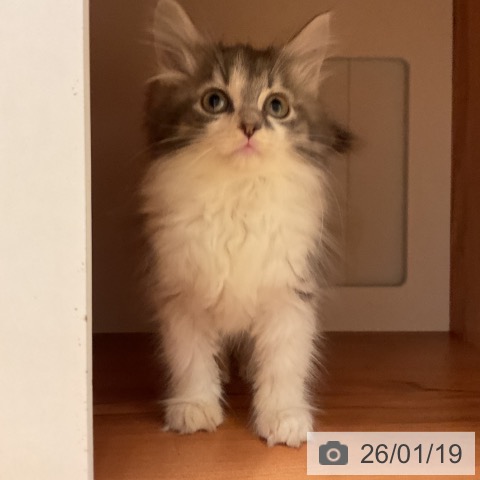 愛知県のノルウェージャンフォレストキャット (ペットプラス 名古屋茶屋店/2025年11月11日生まれ/女の子/ブルータビーホワイト)の子猫の4枚目の画像